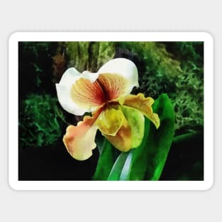 Paph Hellas Westonbirt Orchid Sticker